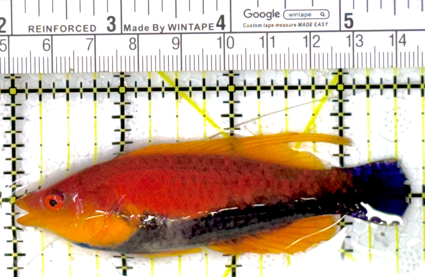 HighFin Fairy Wrasse HFW111902 WYSIWYG Size: SHOW 3.5"