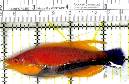 HighFin Fairy Wrasse HFW111902 WYSIWYG Size: SHOW 3.5"