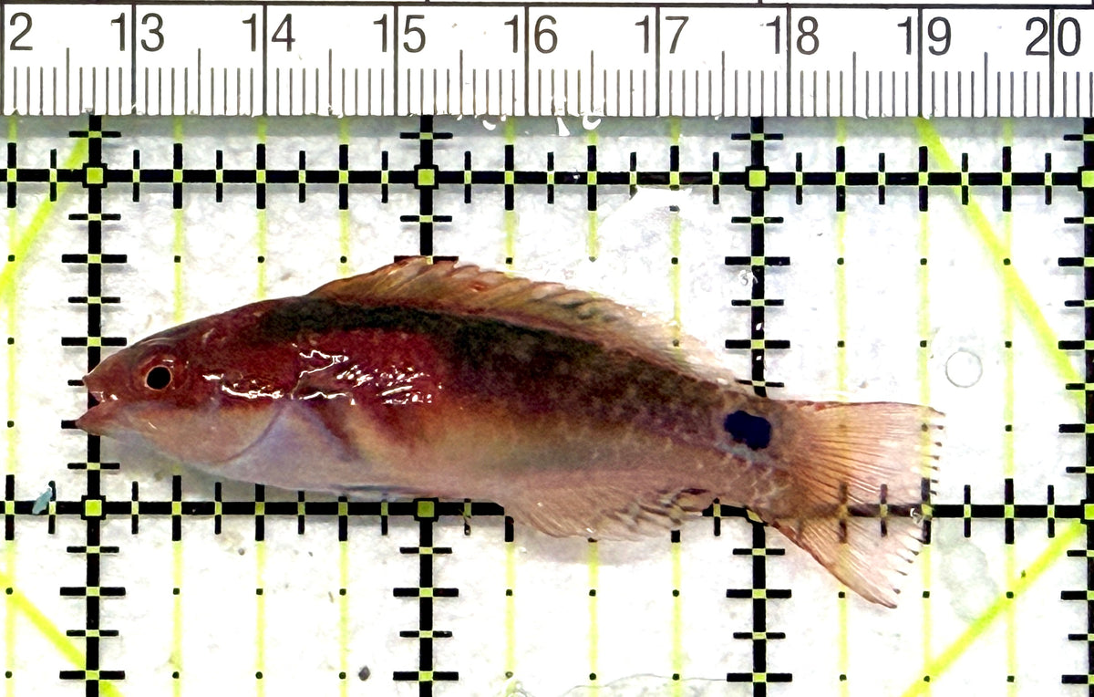 Exquisite Fairy Wrasse (Maldives Special Grade) EFW101701 WYSIWYG Size: M 2.5" approx