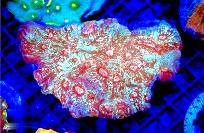 Unique Indo Chalice Mother Colony UICMC072201 WYSIWYG