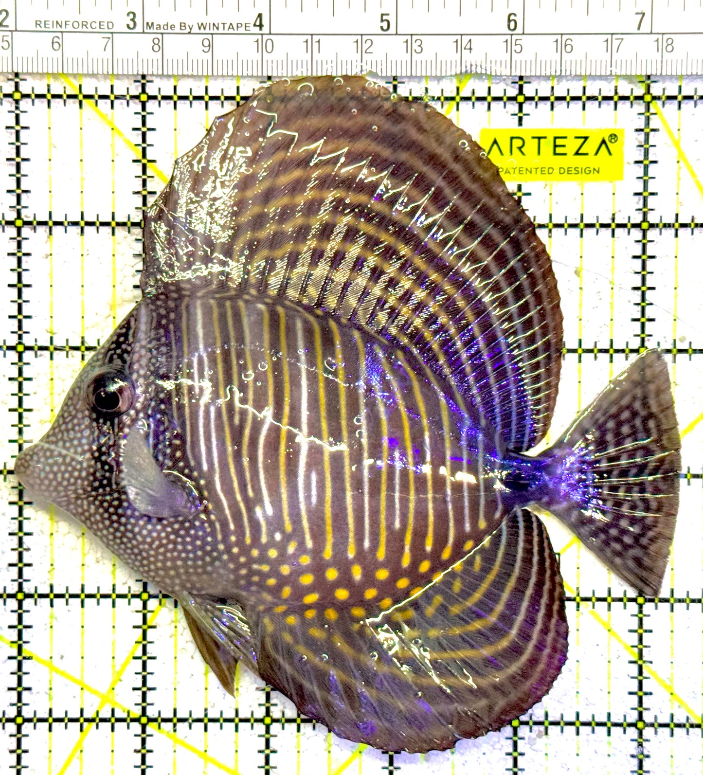 Desjardini Tang (Red Sea Sailfin Tang) DT022201 WYSIWYG Size: XL 5.5"approx