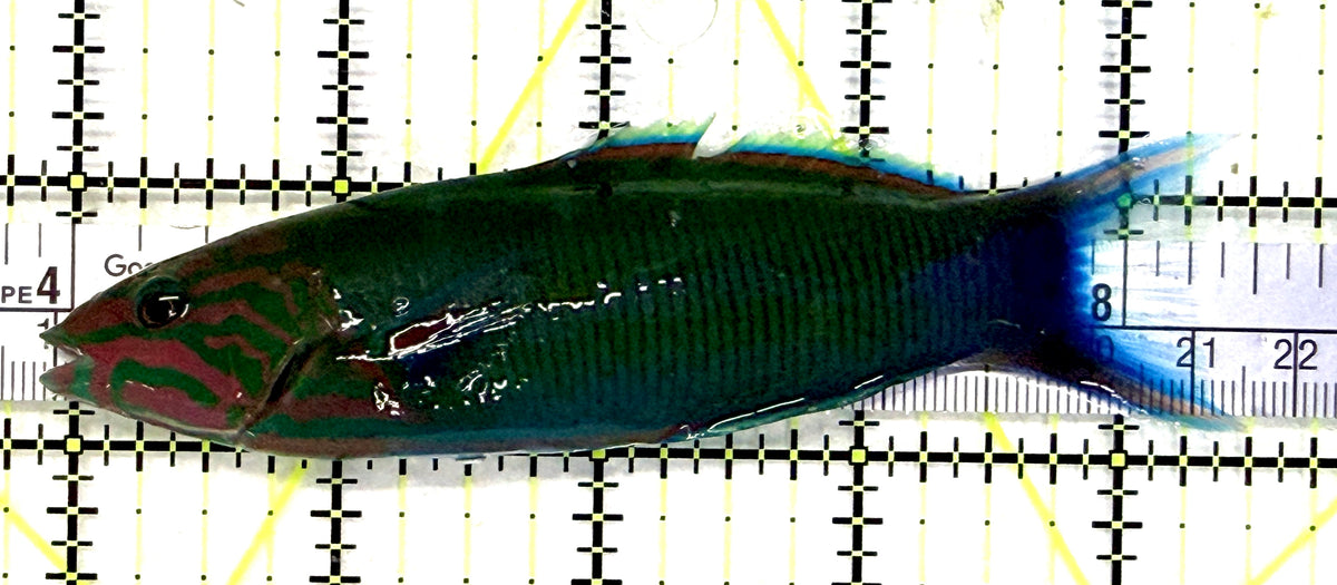 Lunare Wrasse LW101701 WYSIWYG Size: L 4.5" approx