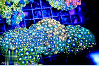 Indo Ultra Zoa Mother Colony IUZMC072203 WYSIWYG