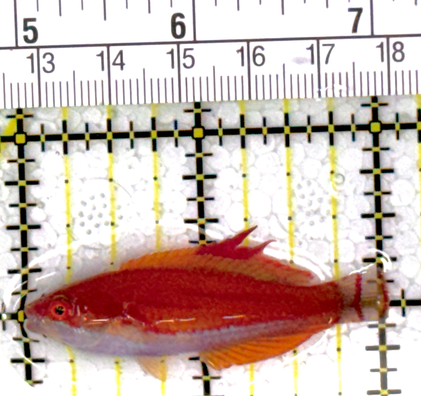 Carpenter's Flasher Wrasse CFW111902 WYSIWYG Size: M 2"