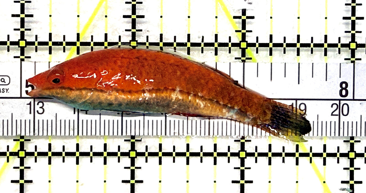HighFin Fairy Wrasse (Maldives Special Grade) HFW101702 WYSIWYG Size: XL 2.5" approx