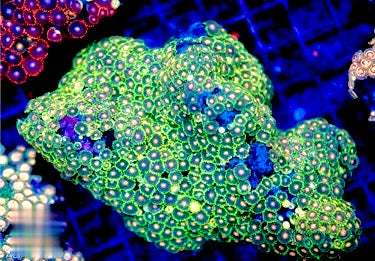 Indo Ultra Zoa Mother Colony IUZMC072204 WYSIWYG