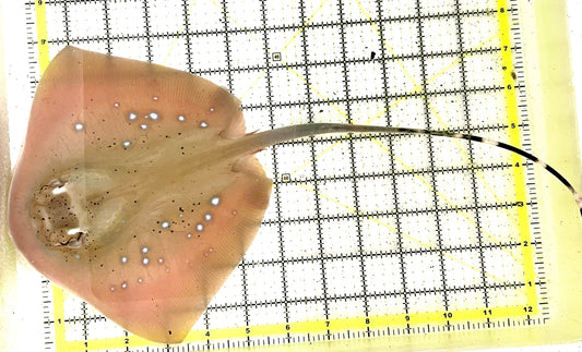 Kuhl's Masked Blue Spotted Sting Ray (Triangular Body Shape) KMBSSR100601 WYSIWYG Size: M 13" approx