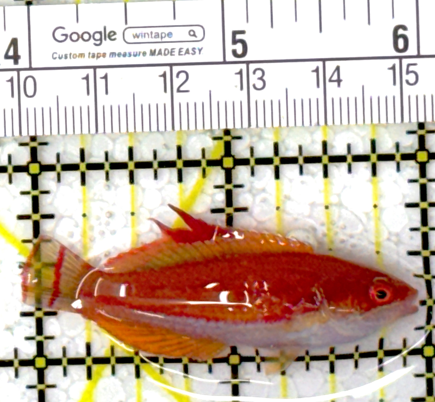 Carpenter's Flasher Wrasse CFW111902 WYSIWYG Size: M 2"