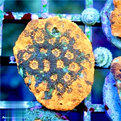Cultured Acan Echinata Mother Colony CAEMC072201 WYSIWYG
