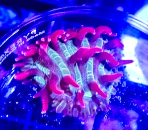 Indo Plate Coral Frag Mother Colony IPCFMC072201 WYSIWYG