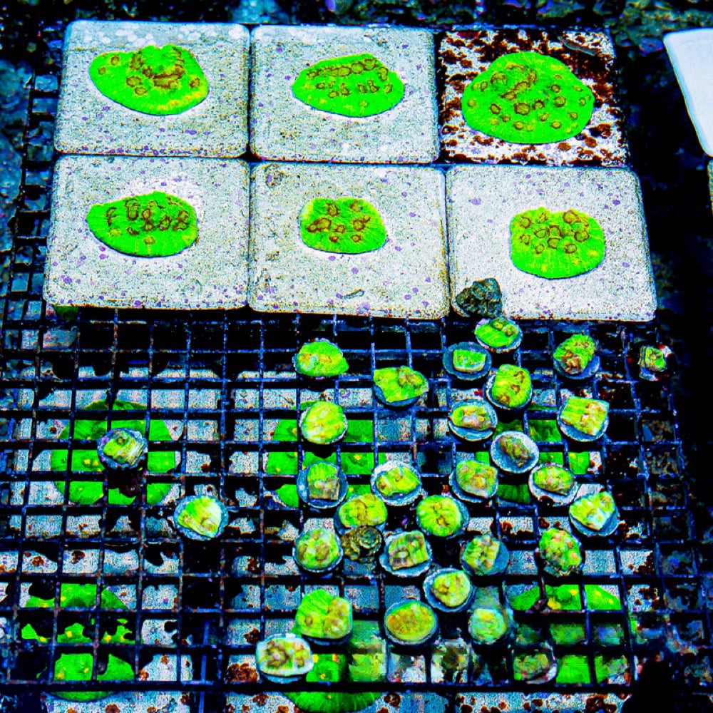 Aquacultured Fuego Chalice Frag Size: L 2" to 3" Approx Frag