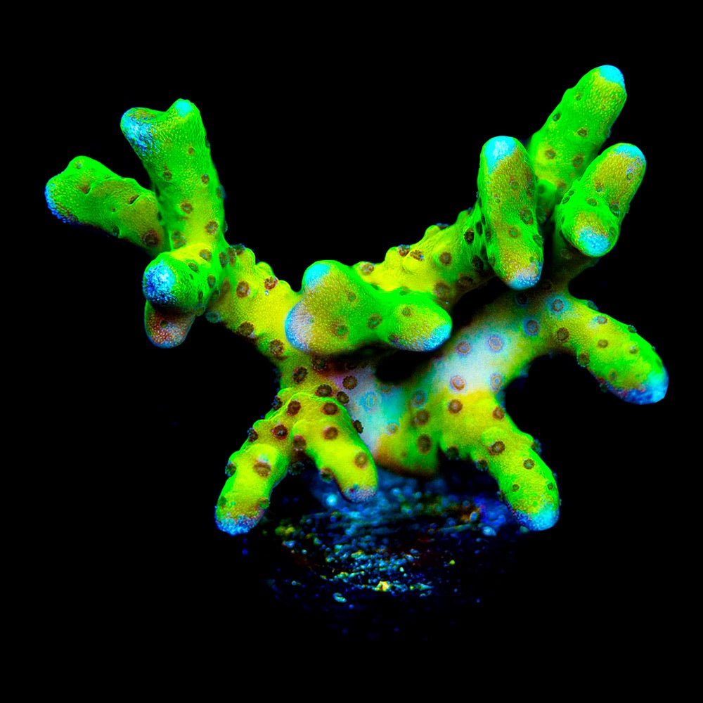 Atomic Lightning Anacropora(Aquacultured) Size: M 0.75” to 1” approx Frag