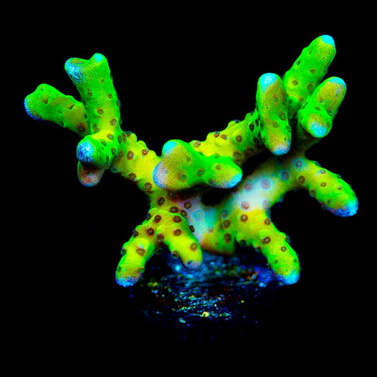 Atomic Lightning Anacropora(Aquacultured) Size: M 0.75” to 1” approx Frag