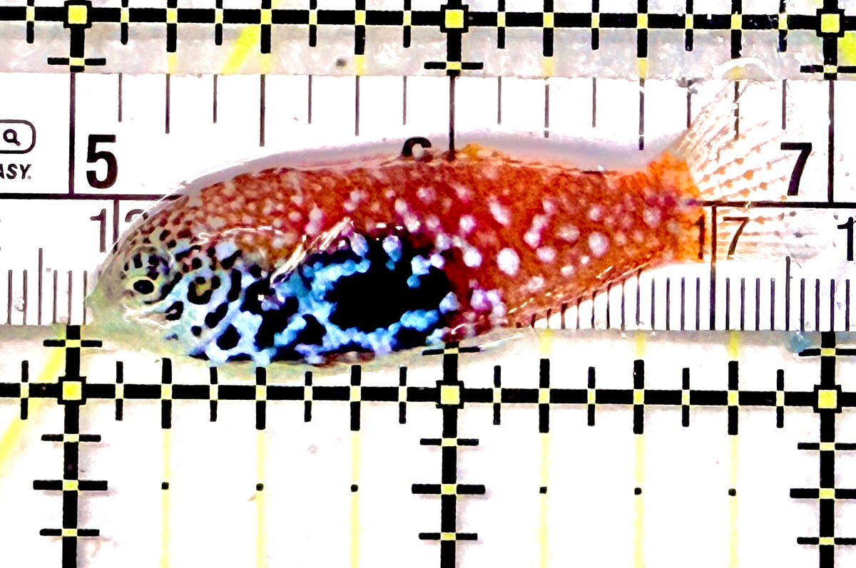 BlueStar Divided Leopard Wrasse Female BDLWF101701 WYSIWYG Size: M 2" approx