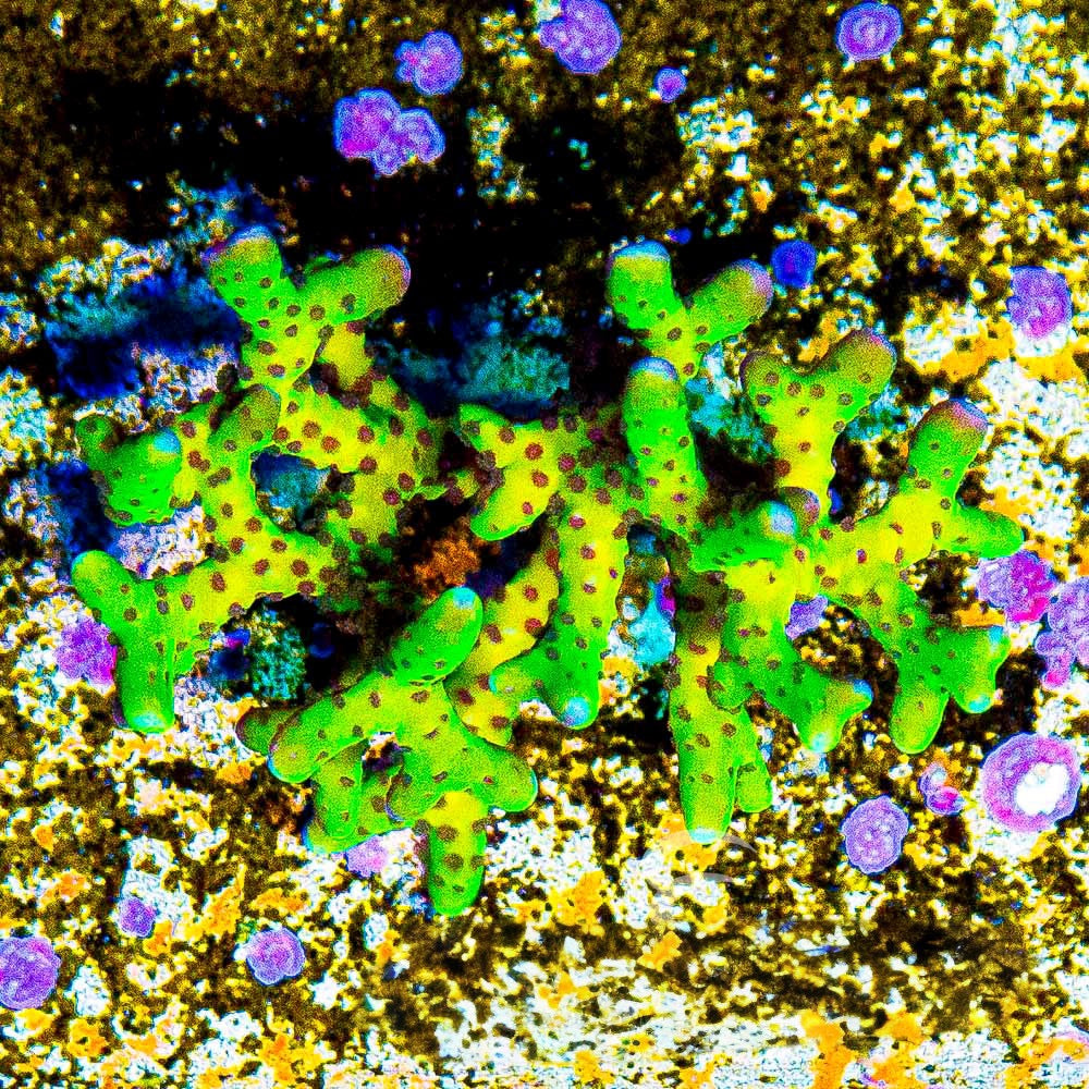 Atomic Lightning Anacropora(Aquacultured) Size: M 0.75” to 1” approx Frag