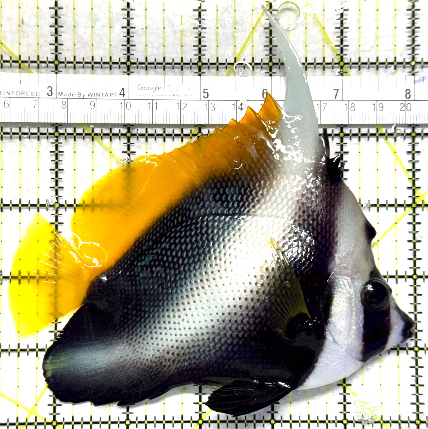 Masked Heniochus Butterflyfish Red Sea MHBRS102301 WYSIWYG Size: XL 5.75" approx