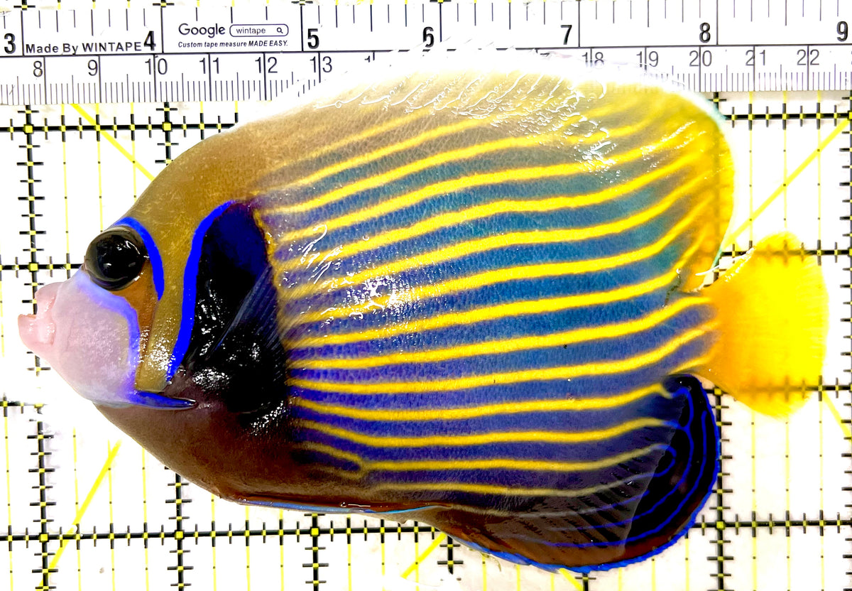 Emperor Angelfish Adult EAA100502 WYSIWYG Size: XL 6.25" approx