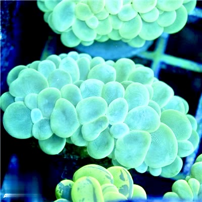 Neon Indo Large Bubble Coral Mother Colony NILBCMC072201 WYSIWYG