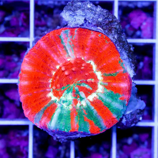 Aussie Ultra Bleeding Apple Scolymia AUBAS040501 WYSIWYG