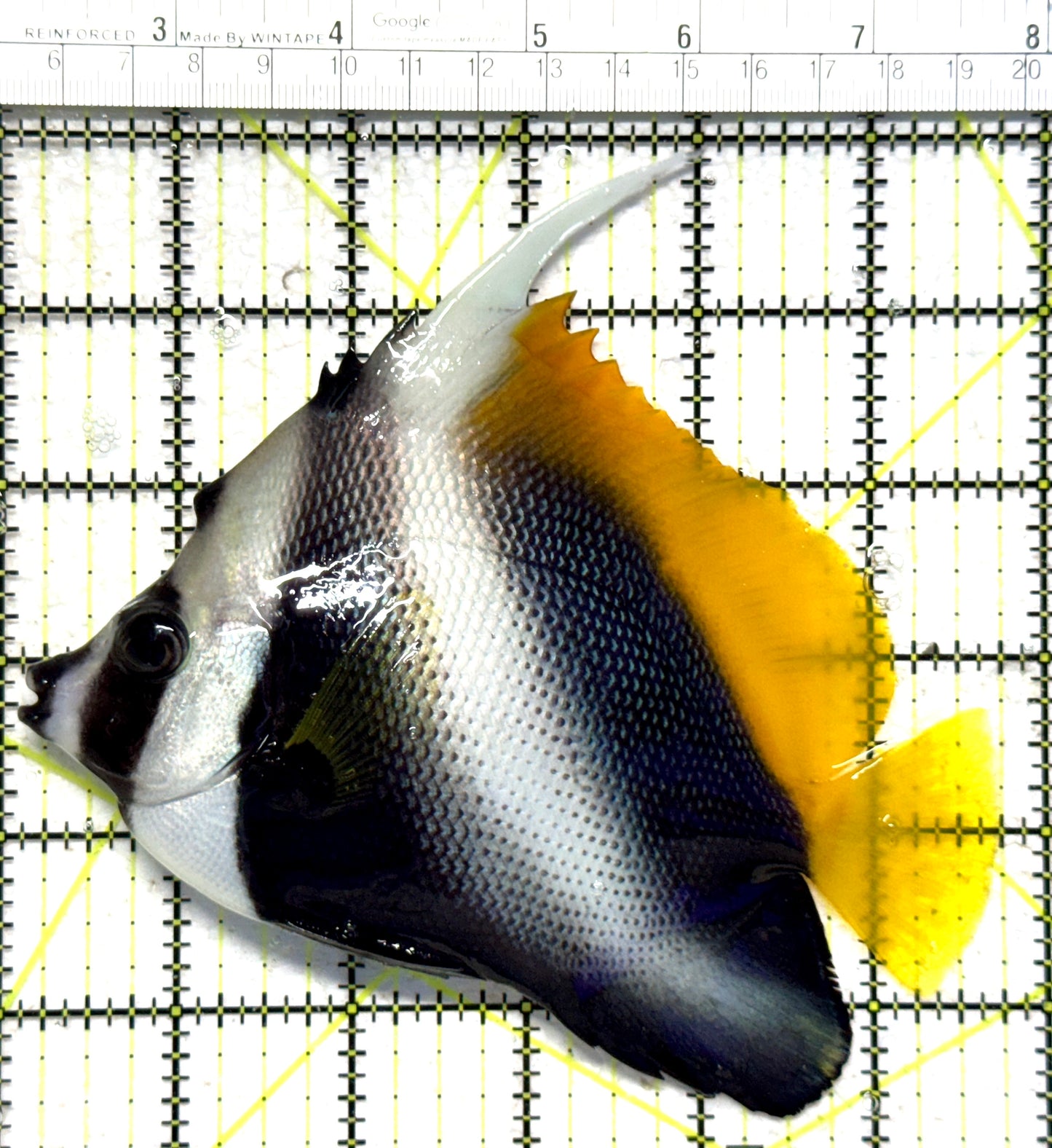 Masked Heniochus Butterflyfish Red Sea MHBRS102301 WYSIWYG Size: XL 5.75" approx