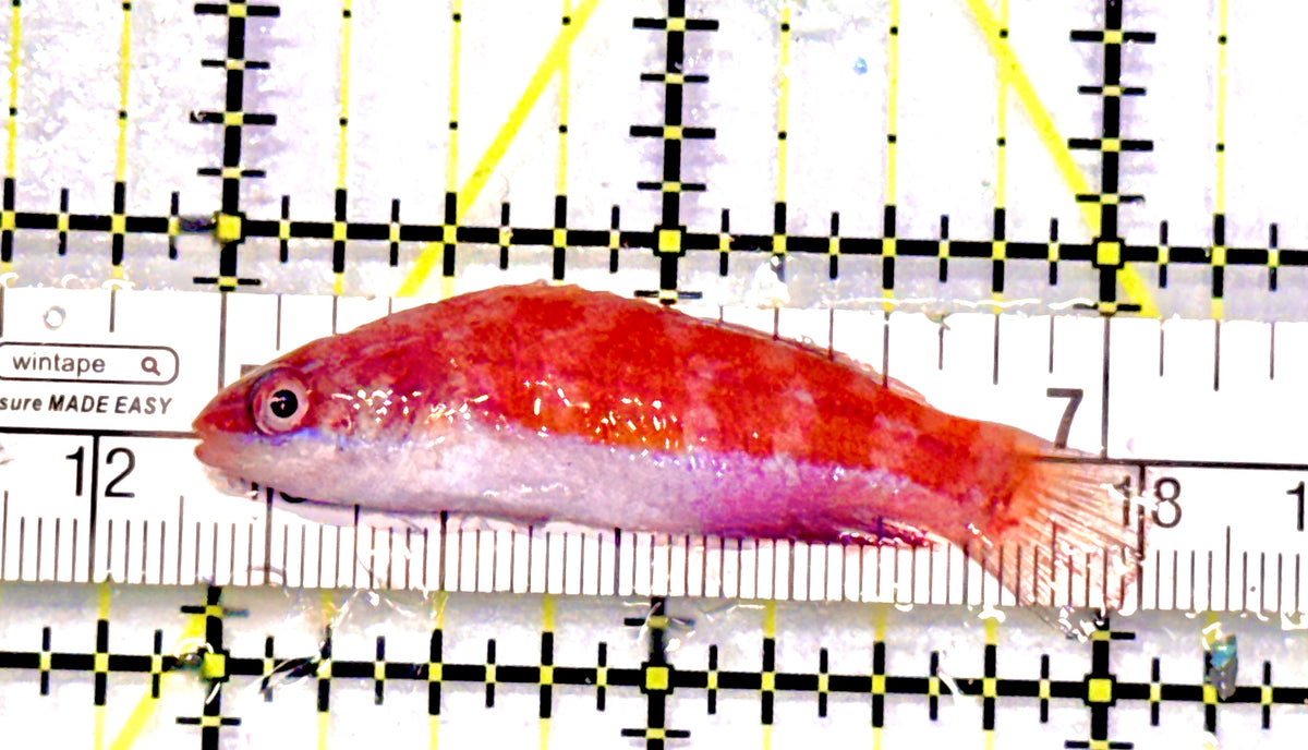 Carpenter's Flasher Wrasse CFW101701 WYSIWYG Size: M 2" approx