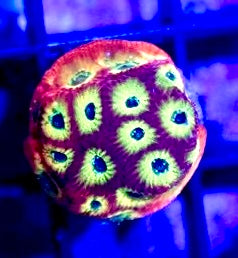 Cultured Fireworks Favites Mother Colony CFFMC072201 WYSIWYG
