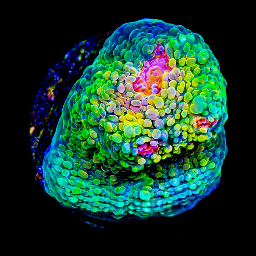 Aquaculture Mummy Eye Chalice Size: M 0.75” to 1” Frag