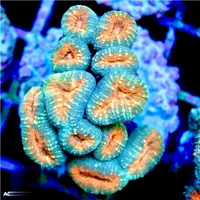 Aussie Ultra Molten Lava Lobophyllia Mother Colony AUMLLMC072202 WYSIWYG