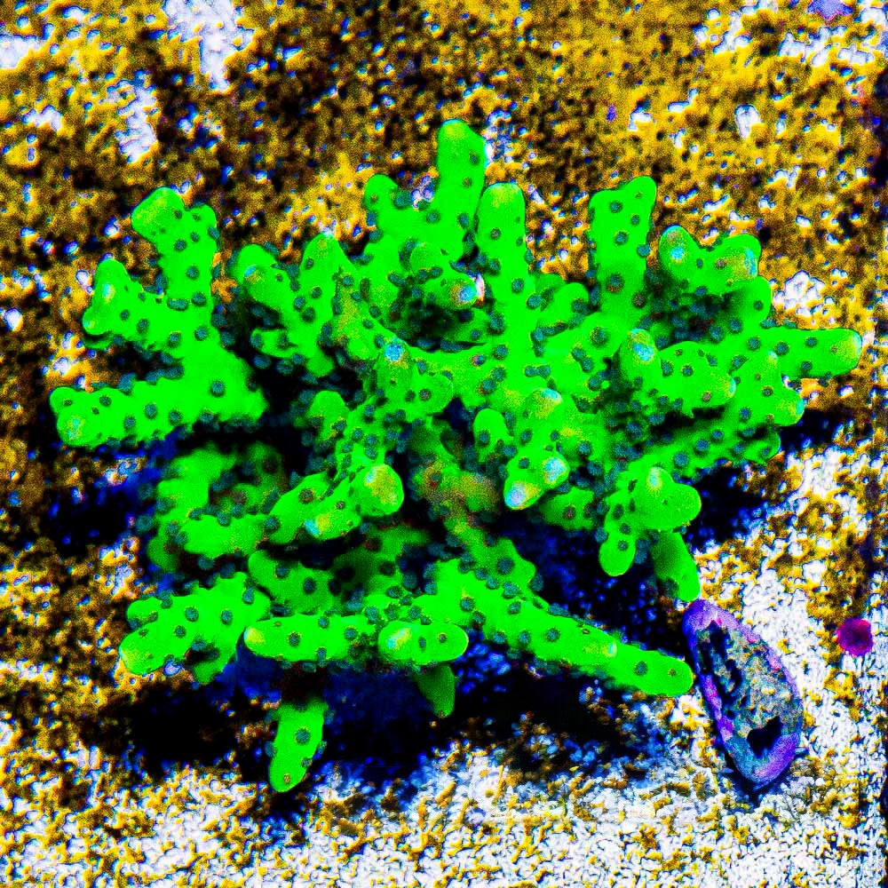 Granny Smith Anacropora (Aquacultured) Size: M 0.75” to 1” approx Frag