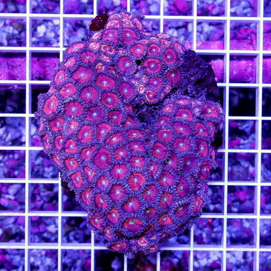 Aussie Neon Pink Palythoa Colony ANPPC040501 WYSIWYG