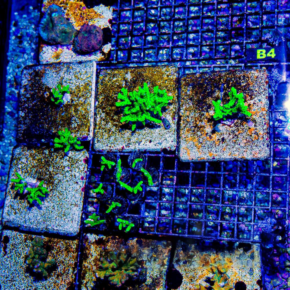 Granny Smith Anacropora (Aquacultured) Size: M 0.75” to 1” approx Frag