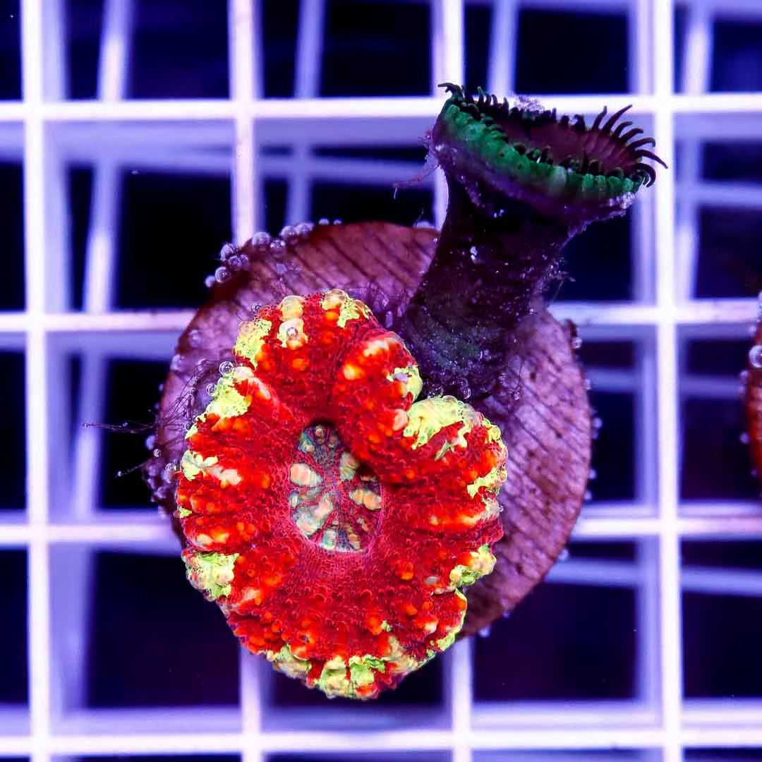 West Aussie Ultra Button Scolymia Size: Medium 0.5" to 0.75" Approx - Violet Aquarium 