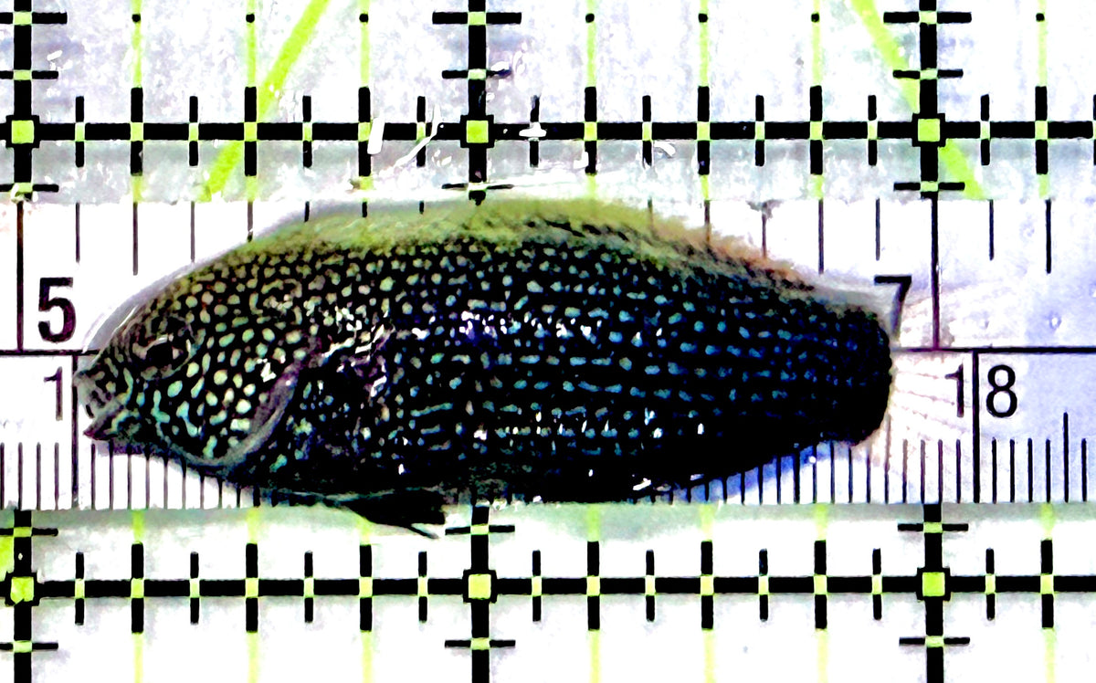 Black Leopard Wrasse BLW101701 WYSIWYG Size: L 2" approx