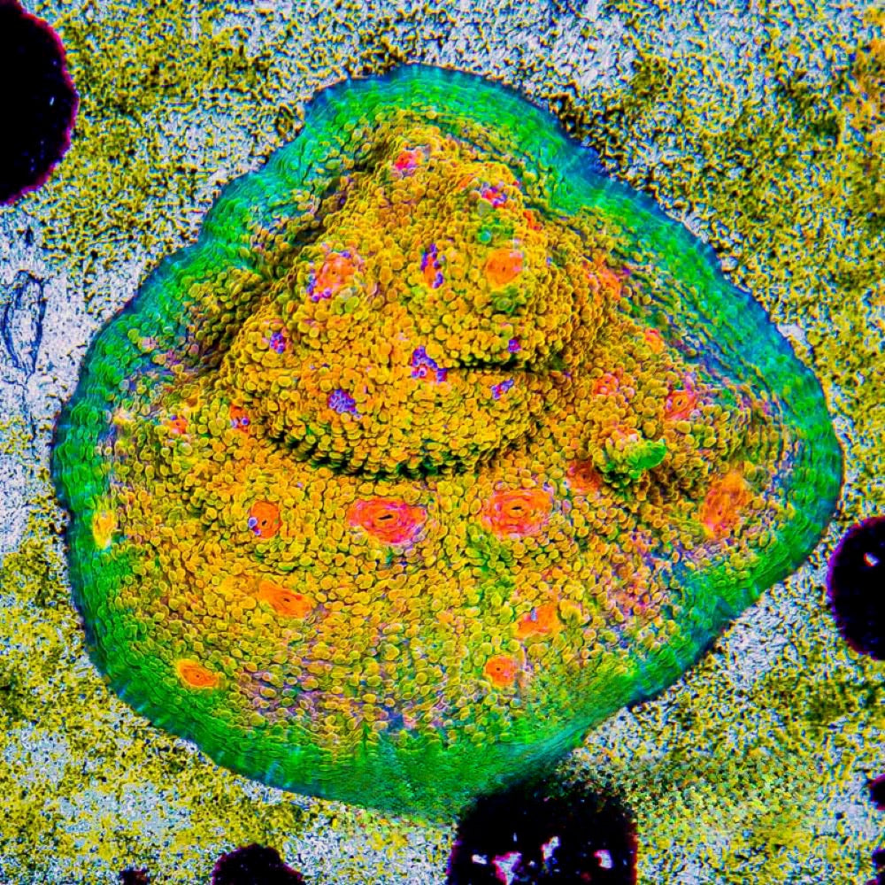 Aquaculture Mummy Eye Chalice Size: M 0.75” to 1” Frag