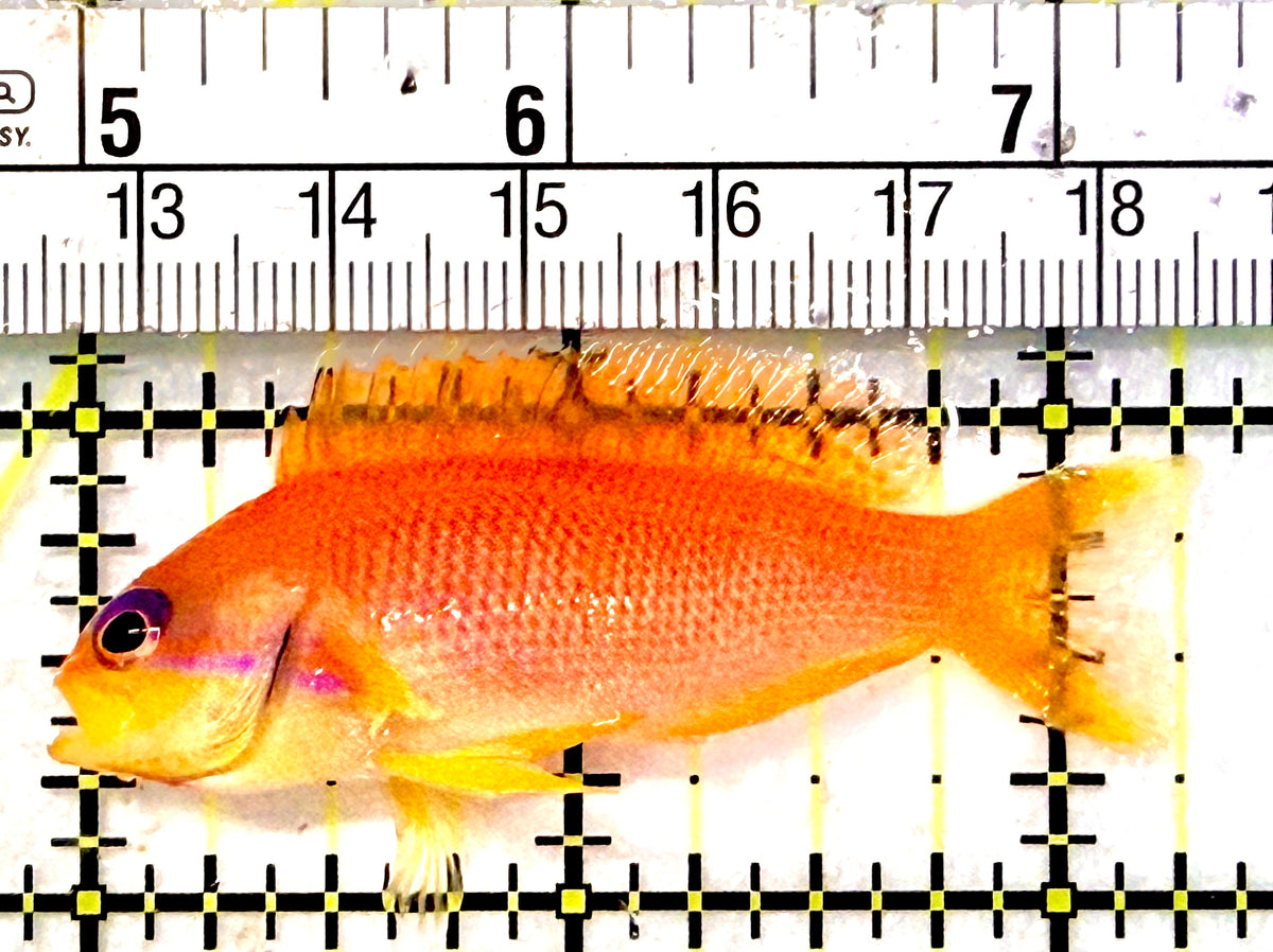 Female Lyretail Anthias (Maldives) FLA101701 WYSIWYG Size: XL 2.25" approx