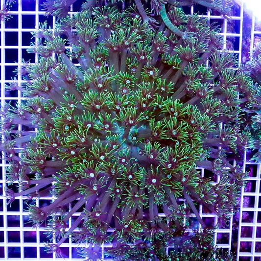 Aussie Metallic Goniopora Mother Colony AMGMC040501 WYSIWYG