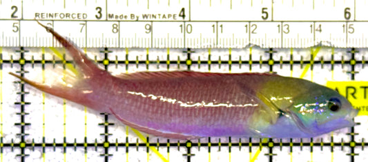 Pink Paddlefin Wrasse PPW022201 WYSIWYG Size: 4.25" approx