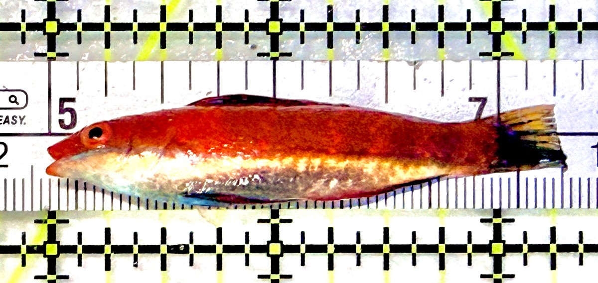 HighFin Fairy Wrasse (Maldives Special Grade) HFW101701 WYSIWYG Size: XL 2.25" approx
