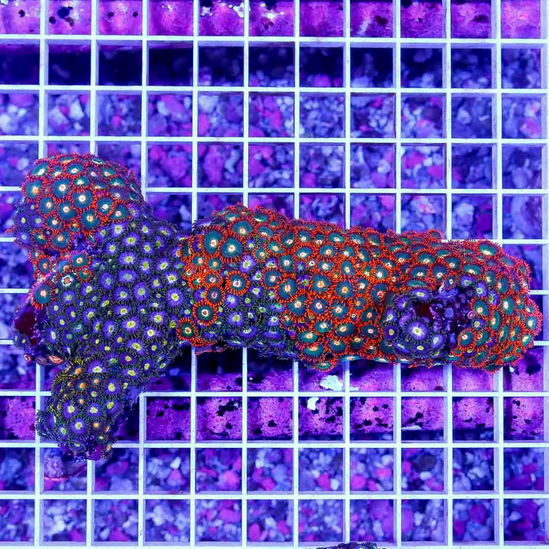 Aussie Hot Neon Zoa Plus Gatorade Mother Colony AHNZPGMC040501 WYSIWYG