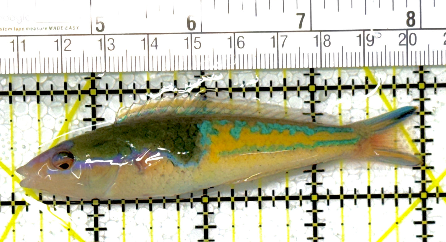 Royal Pencil Wrasse (Male) RPW111901 WYSIWYG 3.75"