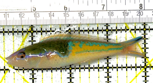 Royal Pencil Wrasse (Male) RPW111901 WYSIWYG 3.75"