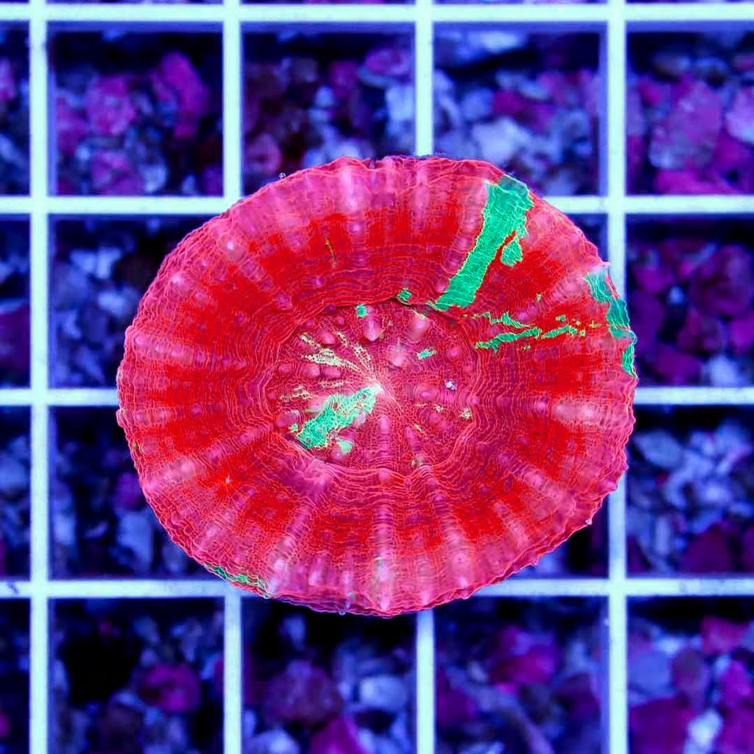 Aussie Ultra Bleeding Apple Scolymia AUBAS040502 WYSIWYG