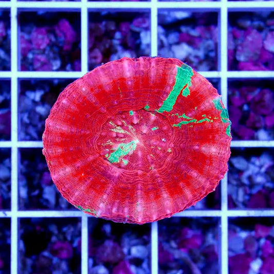 Aussie Ultra Bleeding Apple Scolymia AUBAS040502 WYSIWYG