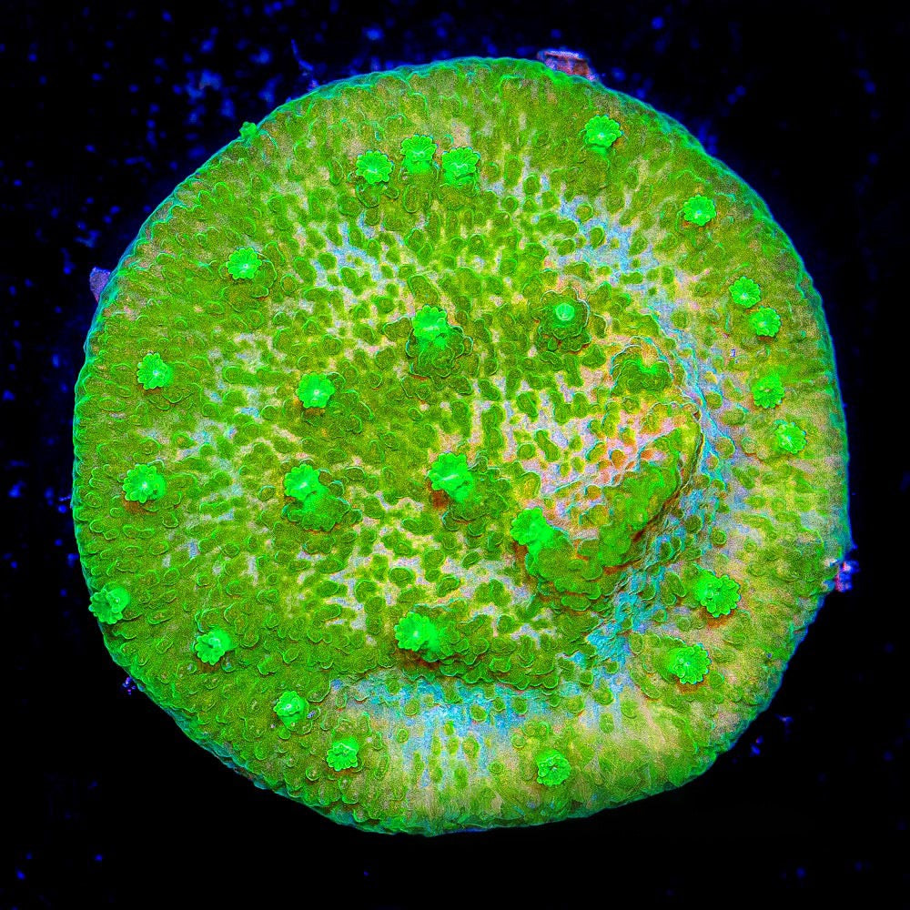 Glow Worm Astreopora  (Aquacultured) Size: M 0.75” to 1” approx Frag