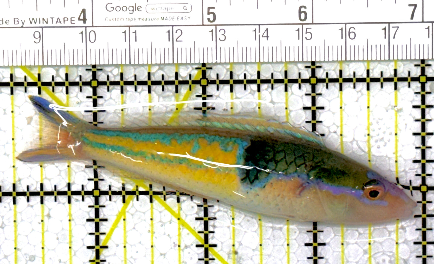 Royal Pencil Wrasse (Male) RPW111901 WYSIWYG 3.75"