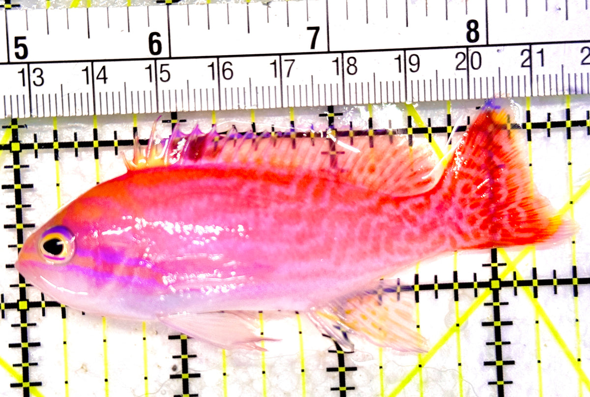 Bimaculatus Anthias Male BAM101701 WYSIWYG Size: XL 3.5" approx