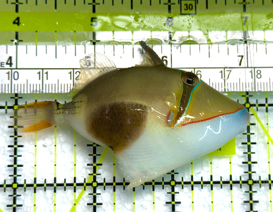 Bursa Triggerfish BT041101 WYSIWYG Size: ML 3" approx
