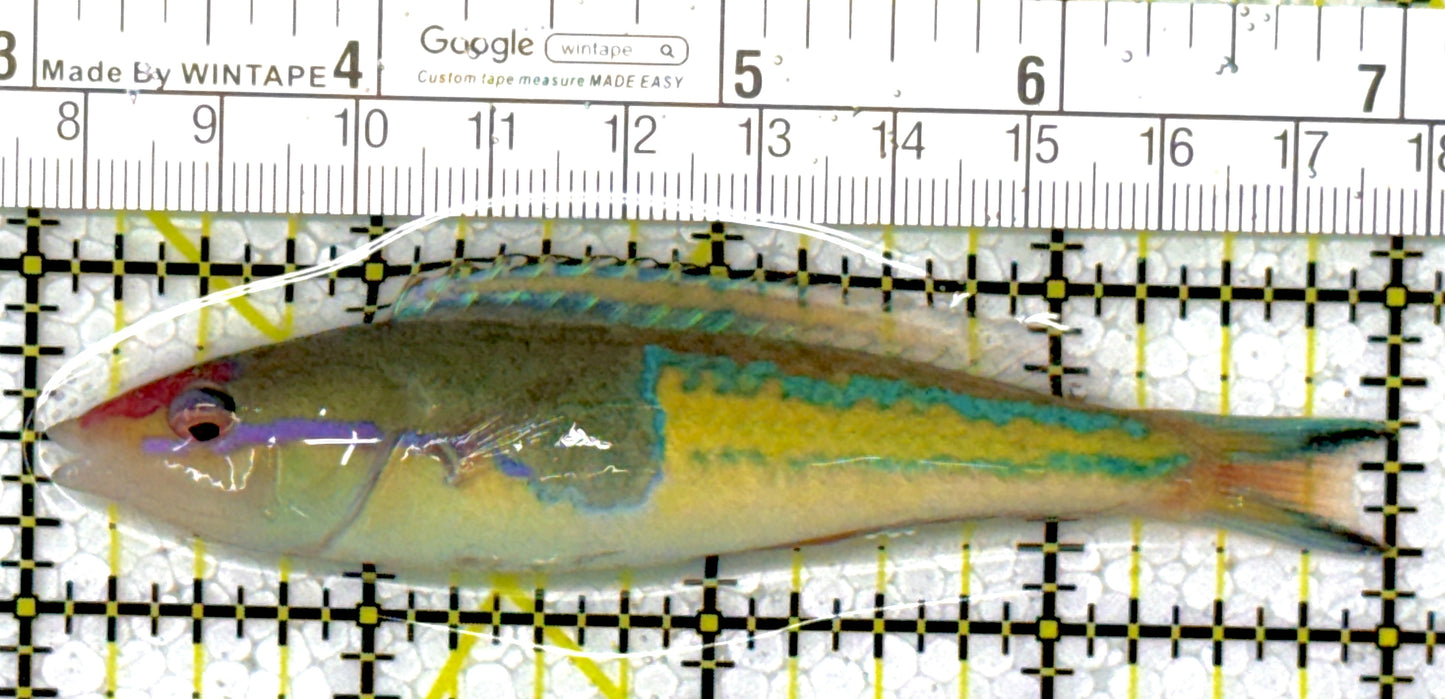 Royal Pencil Wrasse (Male) RPW111902 WYSIWYG Size: 4"