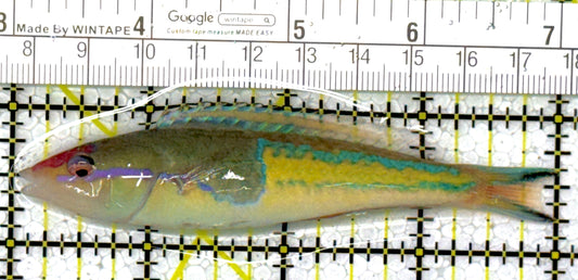 Royal Pencil Wrasse (Male) RPW111902 WYSIWYG Size: 4"