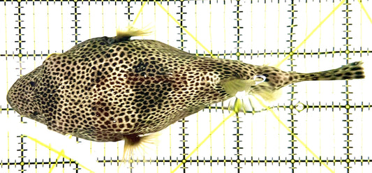 Black Spotted Pufferfish Large (Species Unknown) BSPL100701 WYSIWYG Size: XXL 6.75" approx